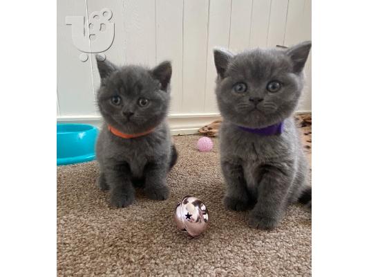 PoulaTo: Δώρα Blue British Shorthair γατάκια